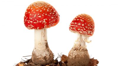 Perretxiko pozointsua